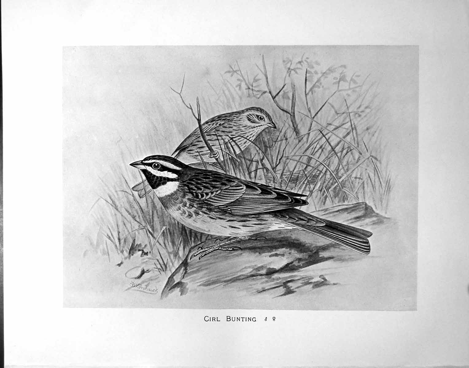 Original Old Antique Print Cirl Bunting Illustrated F. W. Frohawk C1896-98 19th