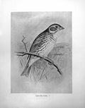 Original Old Antique Print Corn Bunting Illustrated F. W. Frohawk C1896-98 19th