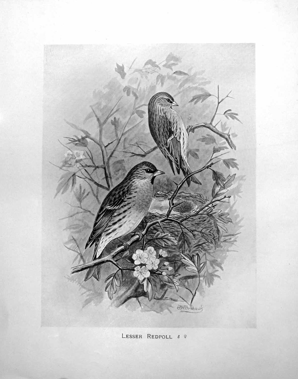 Original Old Antique Print Lesser Redpoll Illustrated F. W. Frohawk C1896-98