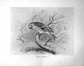 Original Old Antique Print Mealy Redpoll Illustrated F. W. Frohawk C1896-98