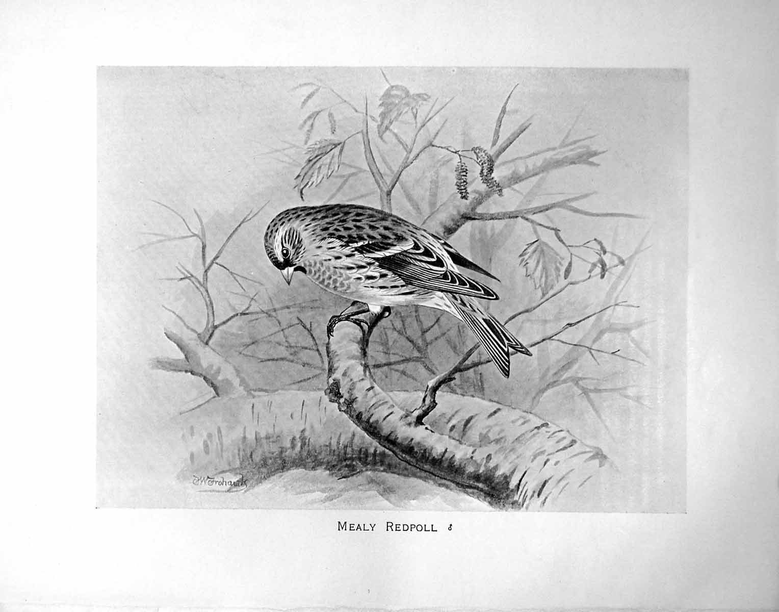 Original Old Antique Print Mealy Redpoll Illustrated F. W. Frohawk C1896-98