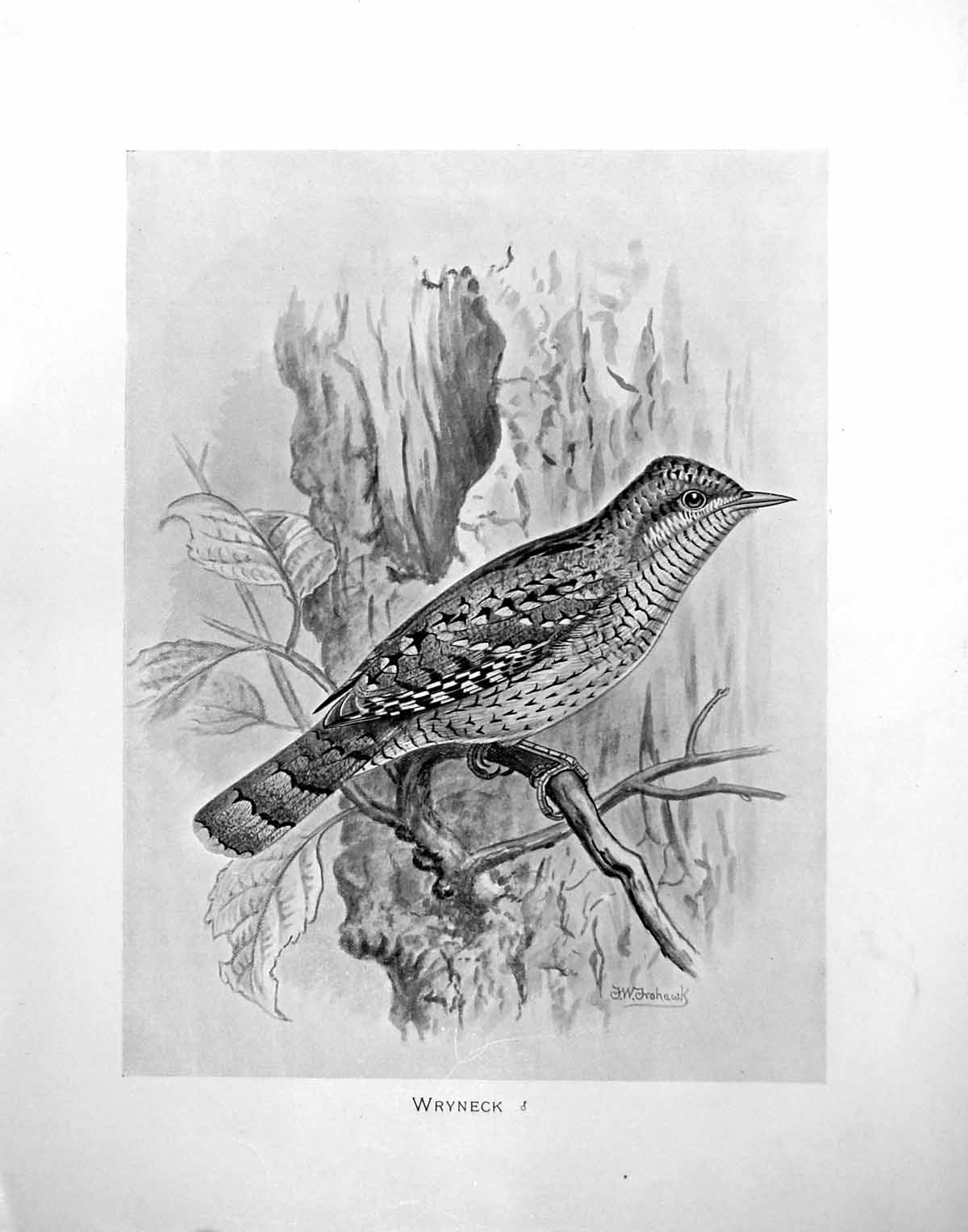 Original Old Antique Print Wryneck Illustrated F. W. Frohawk C1896-98 Victorian