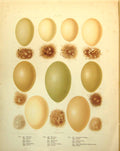 Antique Print Eggs Pintail Teal Garganey Wigeon Pochard Eider Down C1896-98
