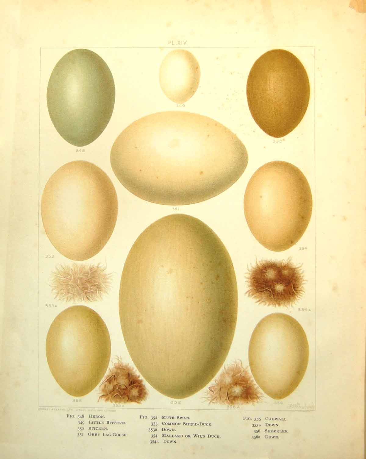 Antique Old Print Eggs Heron Little Bittern Grey-Lag Goose Gadwall C1896-98