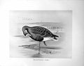 Old Antique Print White-Fronted Goose Illustrated F. W. Frohawk C1896-98 19th