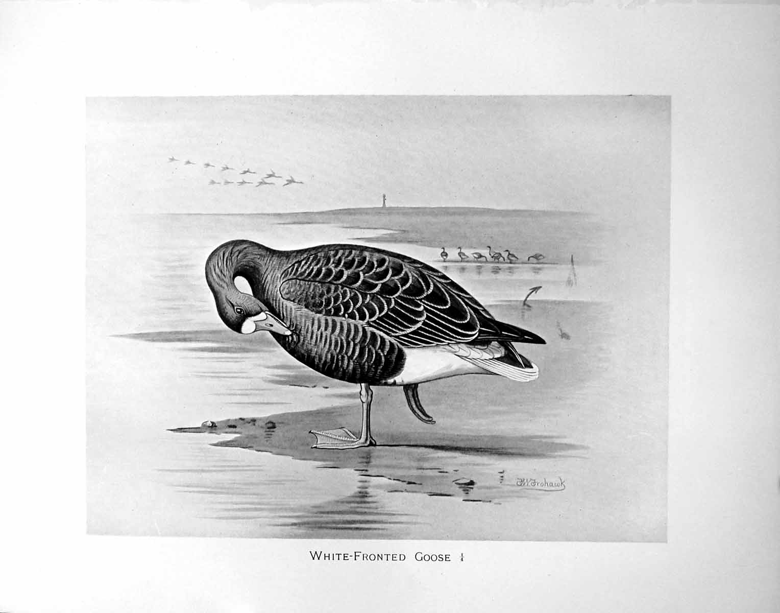 Old Antique Print White-Fronted Goose Illustrated F. W. Frohawk C1896-98 19th
