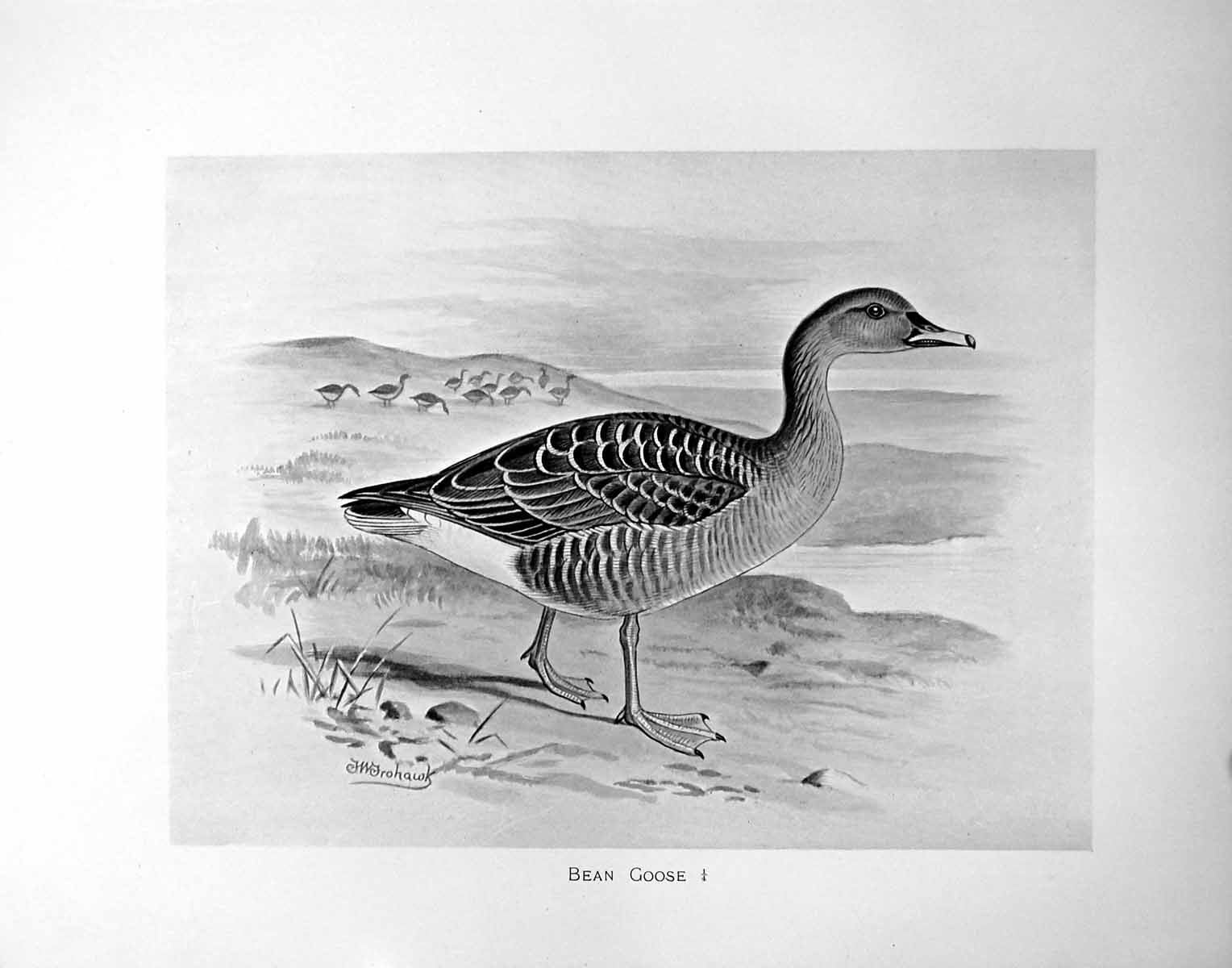 Original Old Antique Print Bean Goose Illustrated F. W. Frohawk C1896-98 19th