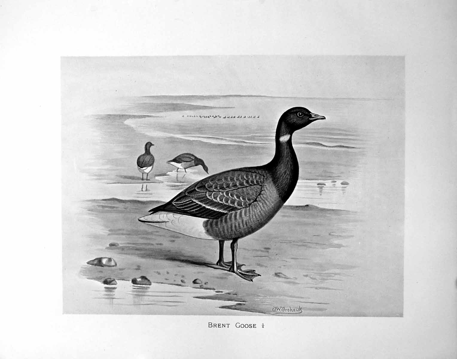 Original Old Antique Print Brent Goose Illustrated F. W. Frohawk C1896-98 19th