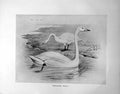Original Old Antique Print Whooper Swan Illustrated F. W. Frohawk C1896-98 19th