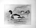 Old Common Sheld-Duck Male Female Illustrated F. W. Frohawk C1896-98 Victorian