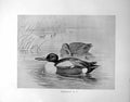 Old Antique Print Shoveler Male Female Illustrated F. W. Frohawk C1896-98 19th