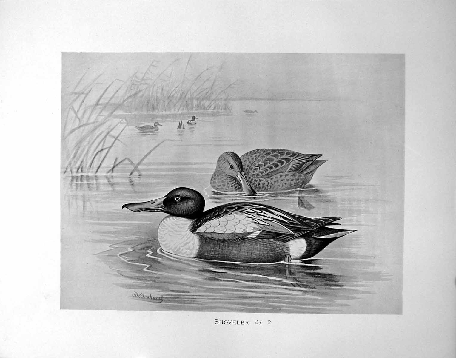 Old Antique Print Shoveler Male Female Illustrated F. W. Frohawk C1896-98 19th