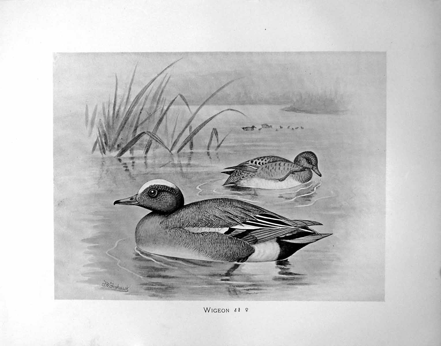 Old Antique Print Wigeon Male Female Illustrated F. W. Frohawk C1896-98 19th