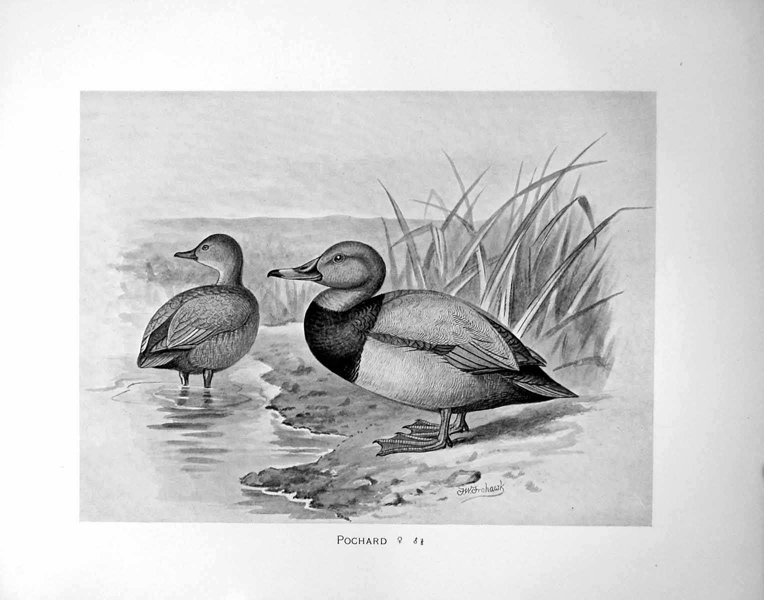 Old Antique Print Pochard Male Female Illustrated F. W. Frohawk C1896-98 19th