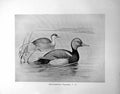 Old Red-Crested Pohard Male Female Illustrated F. W. Frohawk C1896-98 Victorian