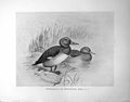 Old Ferruginous Or White-Eyed Duck Illustrated F. W. Frohawk C1896-98 Victorian