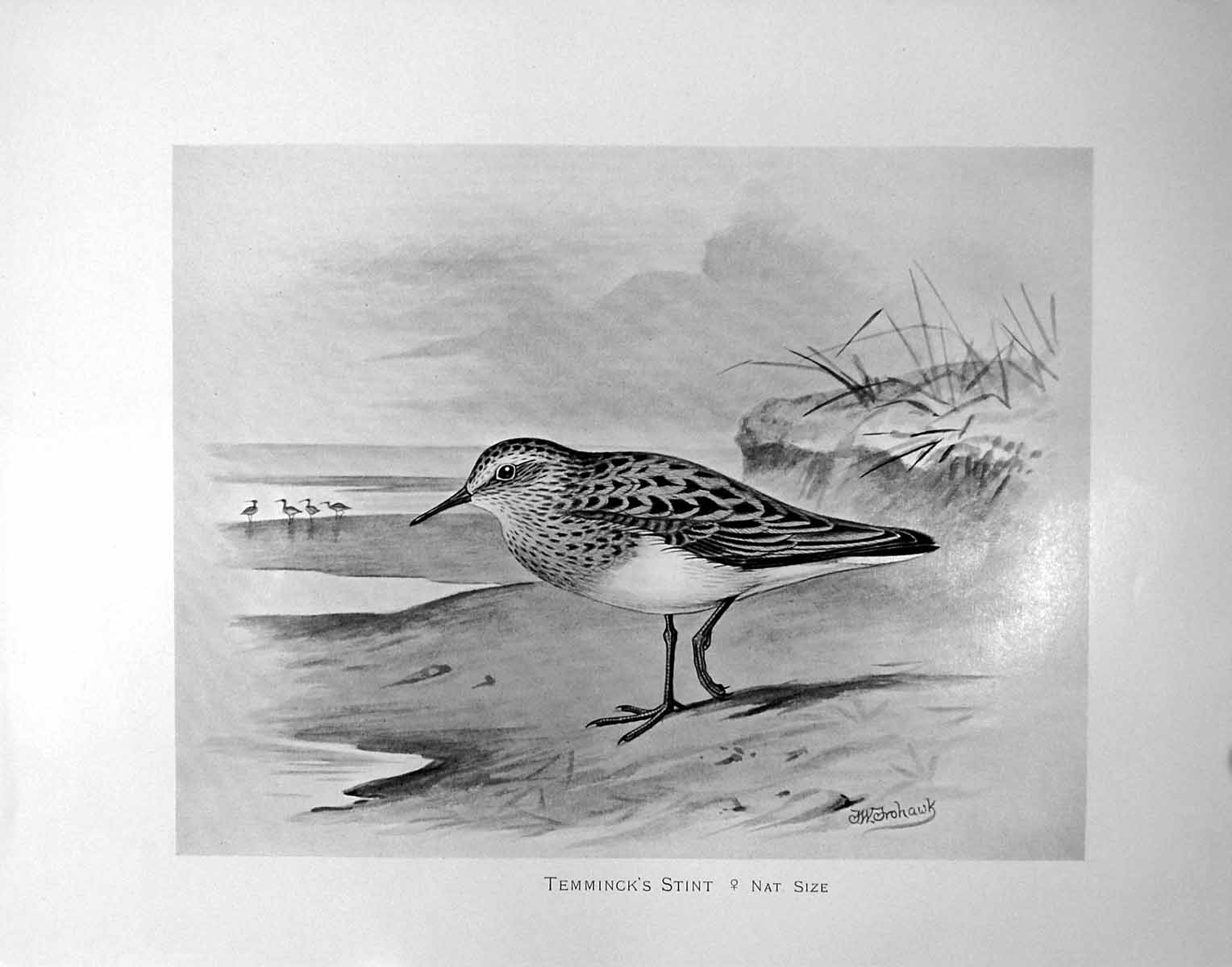 Original Old Antique Print Temminck'S Stint Illustrated F. W. Frohawk C1896-98