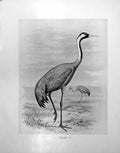Original Old Antique Print Crane Illustrated F. W. Frohawk C1896-98 Victorian