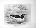 Old Antique Print Brunnich'S Guillemot Illustrated F. W. Frohawk C1896-98 19th
