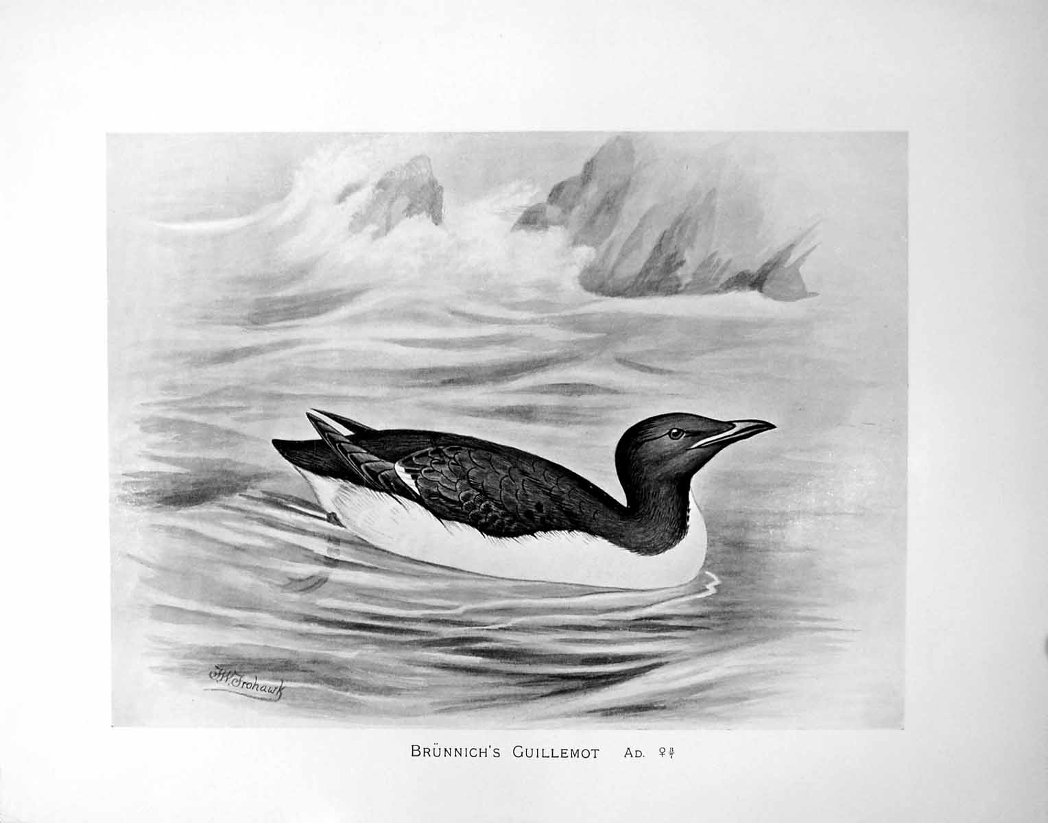 Old Antique Print Brunnich'S Guillemot Illustrated F. W. Frohawk C1896-98 19th