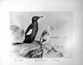 Old Black Guillemot Summer Winter Illustrated F. W. Frohawk C1896-98 Victorian