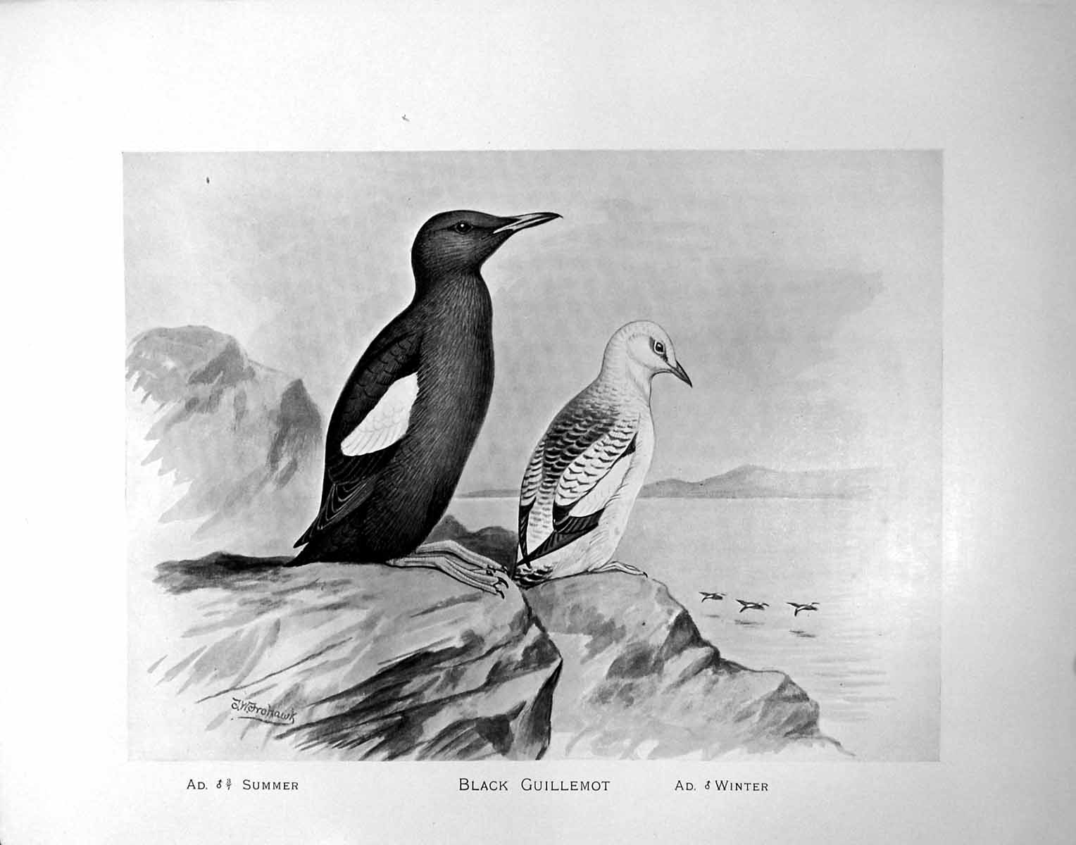 Old Black Guillemot Summer Winter Illustrated F. W. Frohawk C1896-98 Victorian