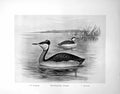 Old Antique Print Red-Necked Grebe Summer Winter F. W. Frohawk C1896-98 19th