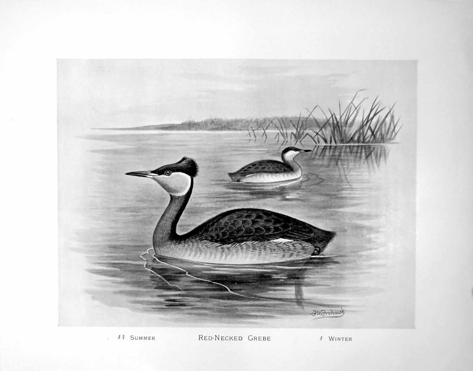 Old Antique Print Red-Necked Grebe Summer Winter F. W. Frohawk C1896-98 19th