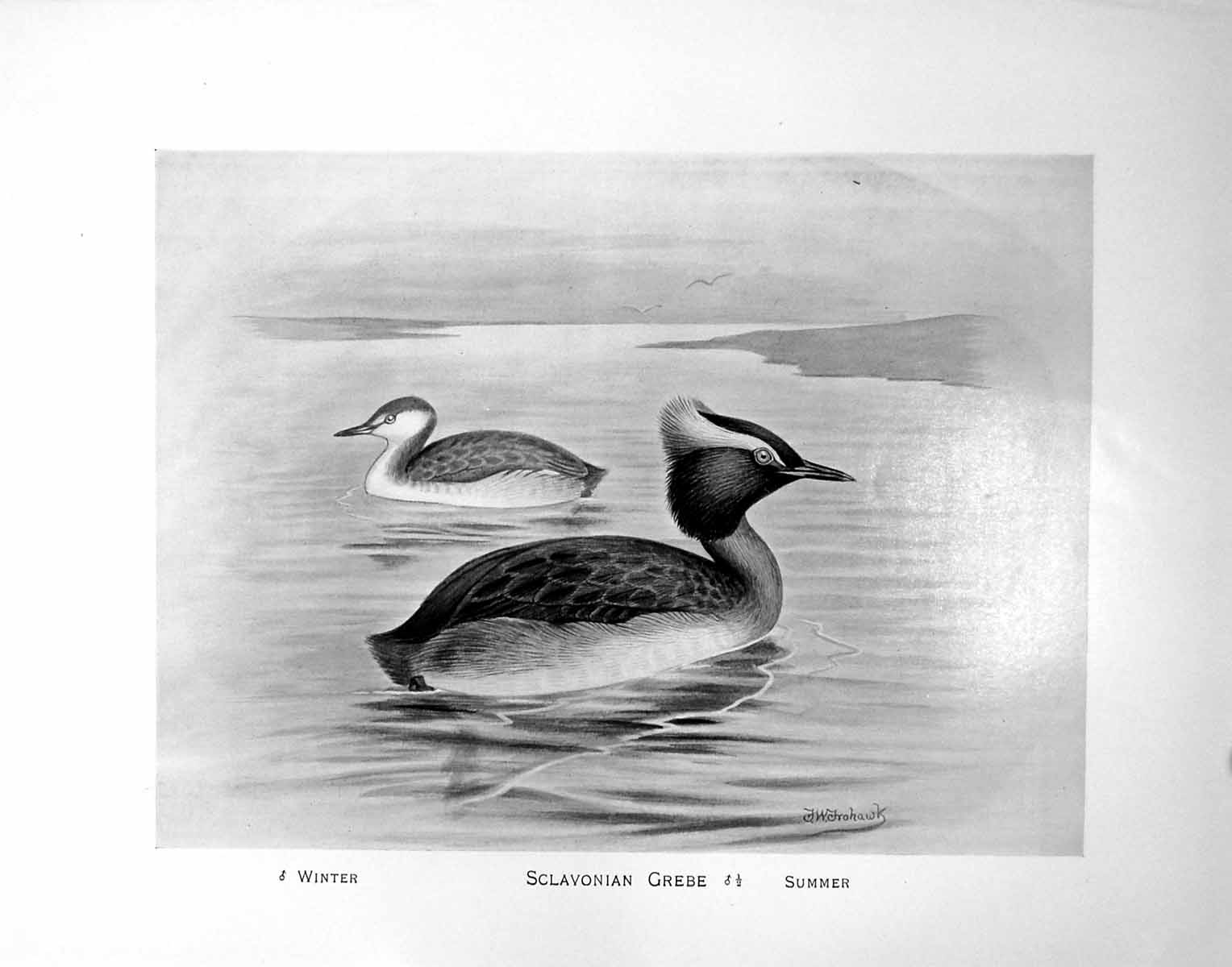 Old Antique Print Sclavonian Grebe Summer Winter F. W. Frohawk C1896-98 19th