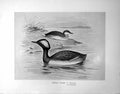 Antique Print Eared Grebe Summer Winter Illustrated F. W. Frohawk C1896-98 19th