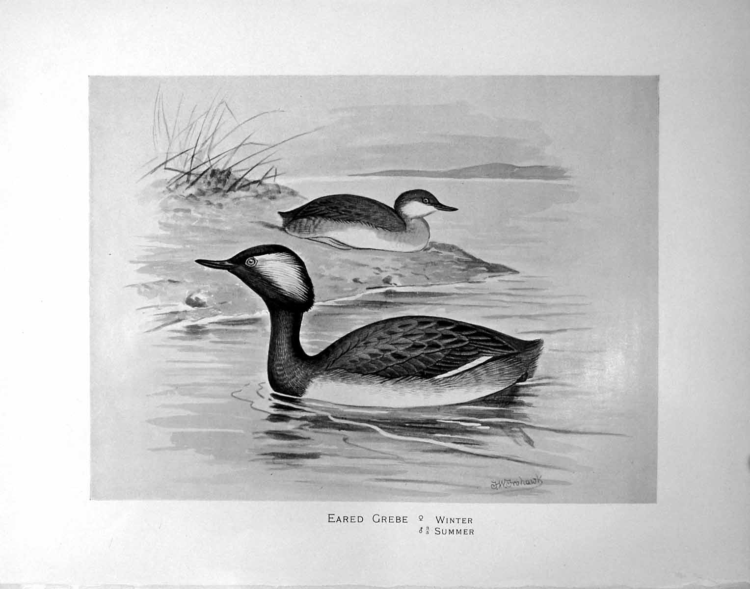 Antique Print Eared Grebe Summer Winter Illustrated F. W. Frohawk C1896-98 19th