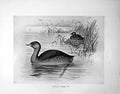 Original Old Antique Print Little Grebe Illustrated F. W. Frohawk C1896-98 19th