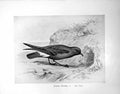 Original Old Antique Print Storm Petrel Illustrated F. W. Frohawk C1896-98 19th