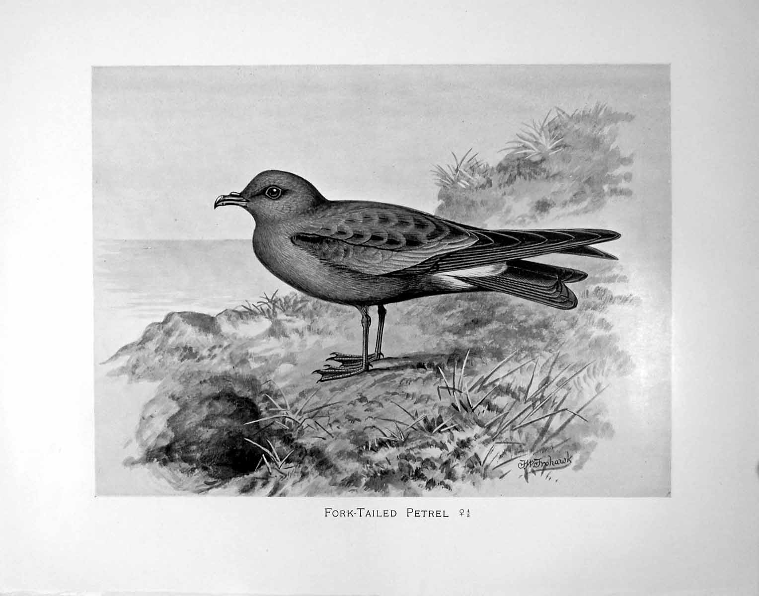 Old Antique Print Fork-Tailed Petrel Illustrated F. W. Frohawk C1896-98 19th