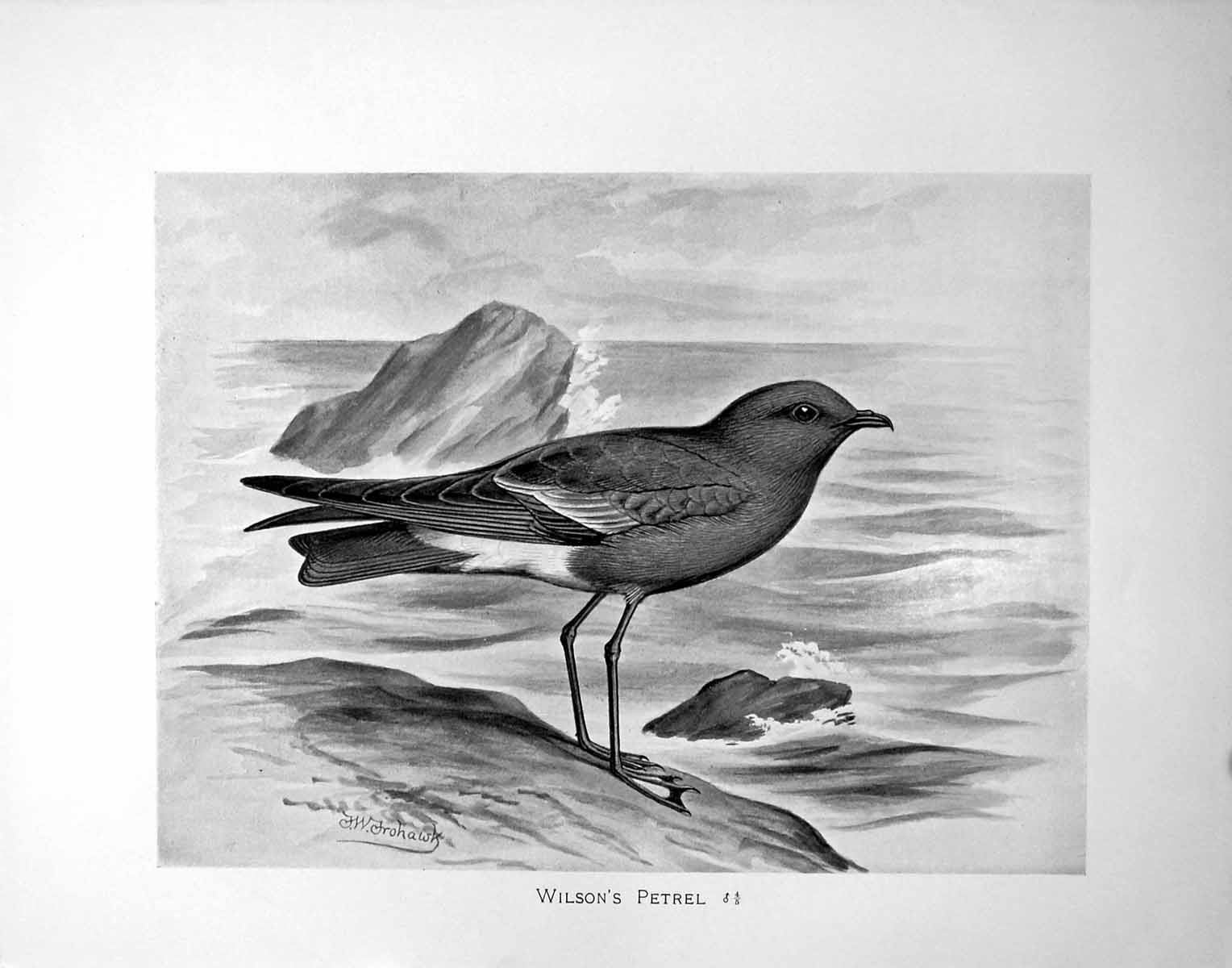 Original Old Antique Print Wilson'S Petrel Illustrated F. W. Frohawk C1896-98