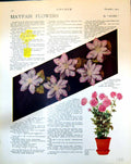 Antique Old Print Pink Mayfair Flowers Chrysanthememsfive Blooms Stalked 1915