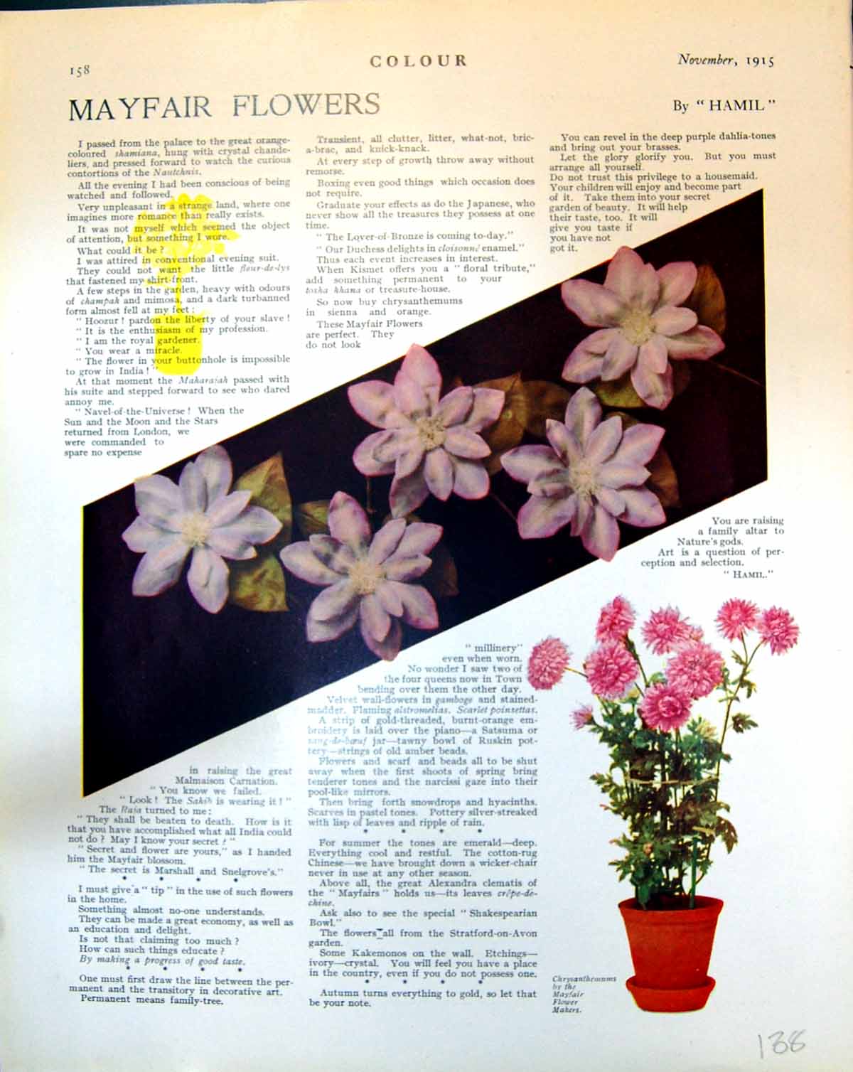 Antique Old Print Pink Mayfair Flowers Chrysanthememsfive Blooms Stalked 1915