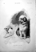 Old Antique Print One Black Eye Two Dogs Madame Antonio De Navarro 1900 20th