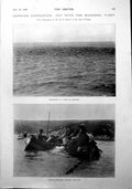 Old Antique Print Shoal Mackerel Dipping The Fish Cornish Fishermen 1900 20th