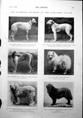Antique Print Dog Show Alexandra Palace An English Rose Portrait Lady 1900 20th