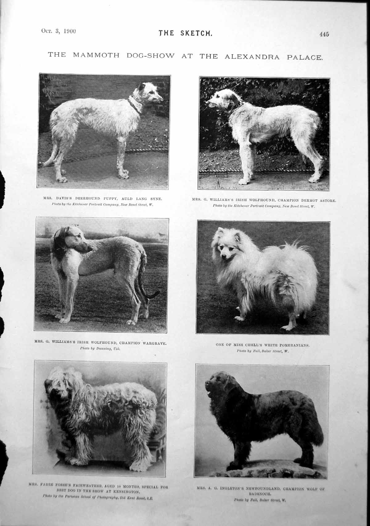 Antique Print Dog Show Alexandra Palace An English Rose Portrait Lady 1900 20th