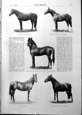 Old Arab Horses Roula Lord Minto Gov Gen Canada Countess Ranfurly1898 Victorian