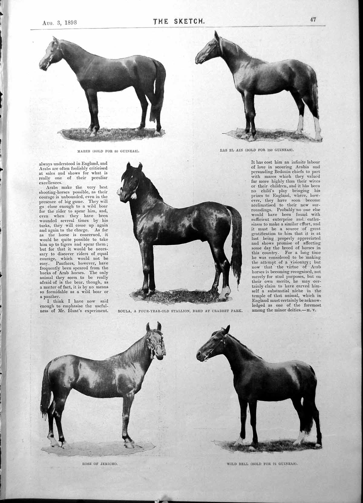 Old Arab Horses Roula Lord Minto Gov Gen Canada Countess Ranfurly1898 Victorian