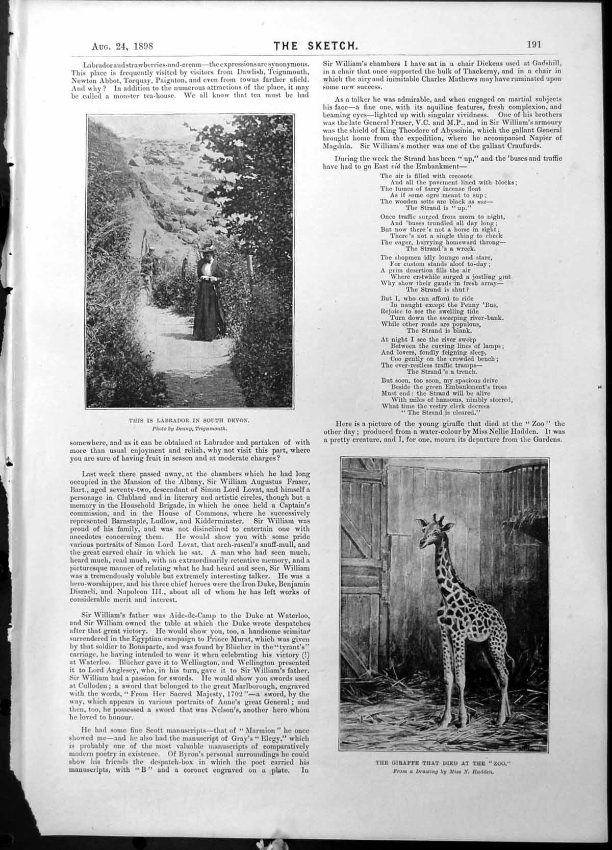 Antique Old Print Labrador South Devon Giraffe Lord Chancellor Erskine 1898