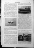 Old Hans Angeli Swimming Pigeons New Inn Sketches New York World 1898 Victorian