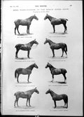 Old Prize Winners Dublin Horse Show John Foster Fraser Von Veltheim18 19th