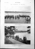 Old Print Elephant Malaya Jungle Forage Post Office Bicycles Germany 1898 19th