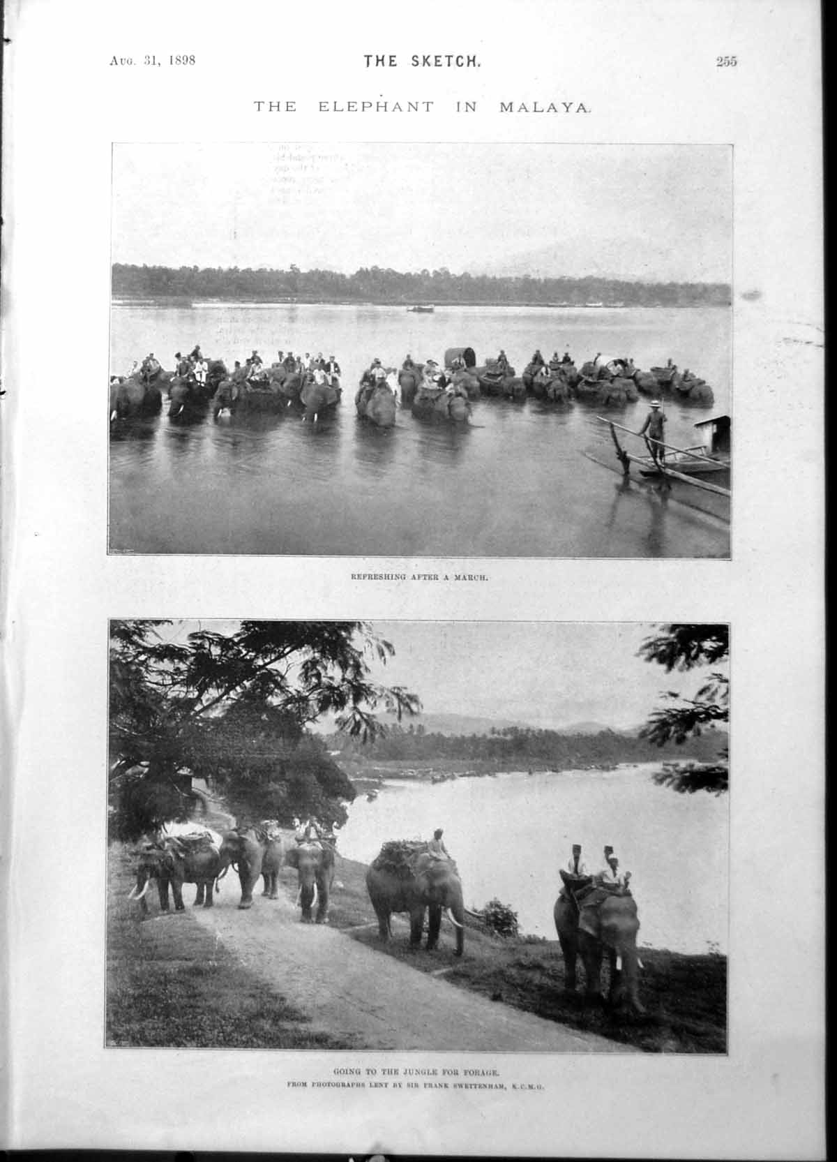 Old Print Elephant Malaya Jungle Forage Post Office Bicycles Germany 1898 19th