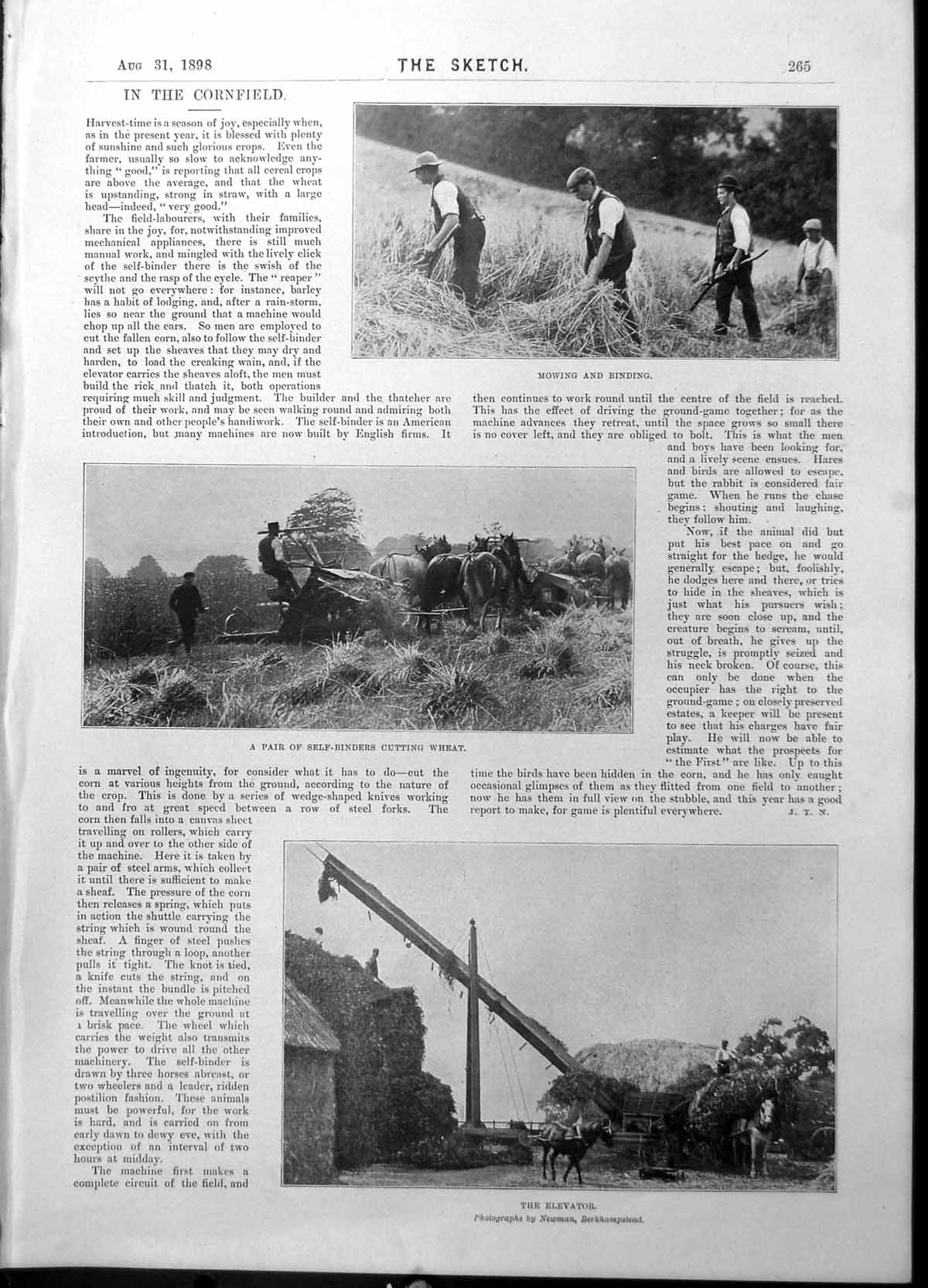 Old Print Cornfield Mowing Binding Elevator New Zealand Summer Girl 1898 19th