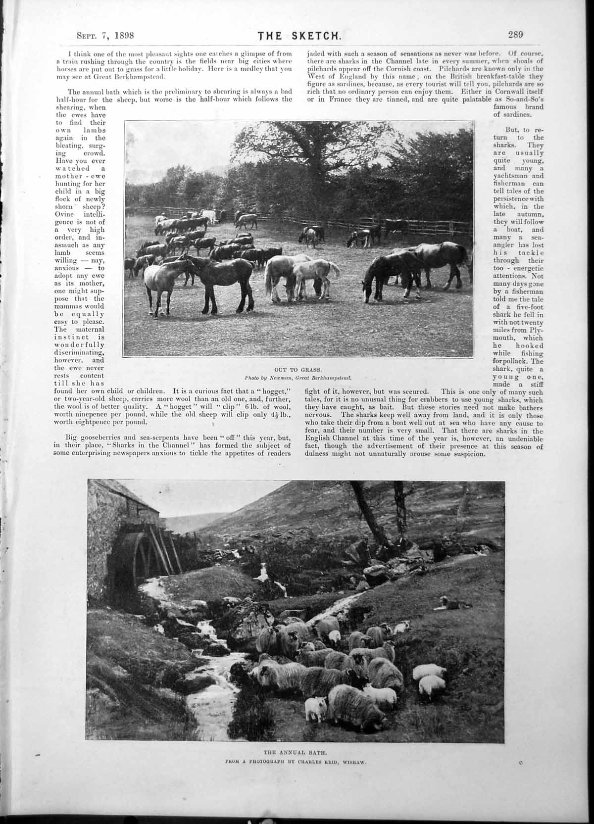 Old Print Out Grass Horses Field Annual Bath Sheep Lambs Waterwheel 1898 19th